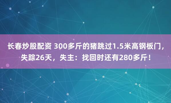 长春炒股配资 300多斤的猪跳过1.5米高钢板门，失踪26天，失主：找回时还有280多斤！